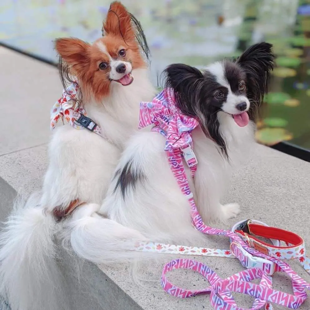 Boss & Olly Convertible Multi-Functional Dog Leash (Fruity Sorbet)